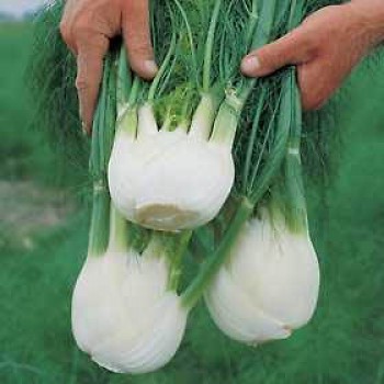 Fennel de Florence