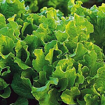 Picking lettuce Black Seeded Simpson