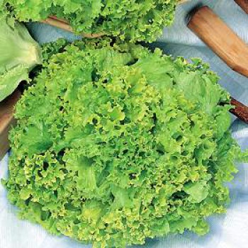 Picking lettuce Lollo Bionda