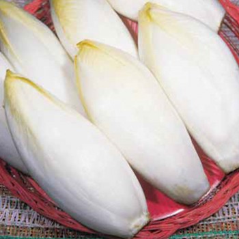 Belgian endive Mechlin middle-early