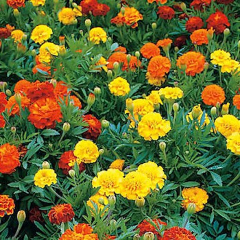 French Marigold Bonita mixed