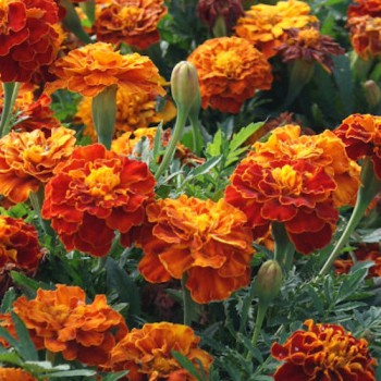 French Marigold Sparky mix