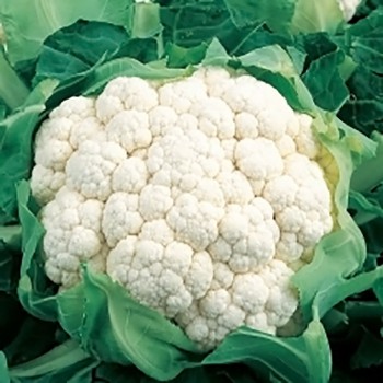 Economy Vegetable All Year Round 120 Seeds Cauliflower 