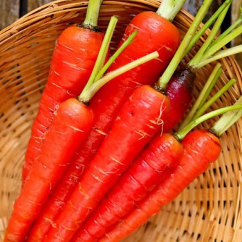 Carrot Atomic Red