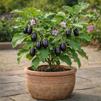 Jackpot (pot aubergine)