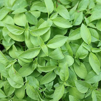 Basil Lemon