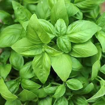 Basil Italian