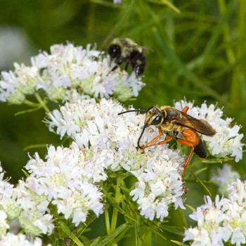 Mountain mint