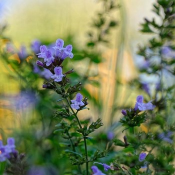 Oregano Griekse
