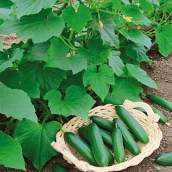 Cucumber Beth Alpha seeds