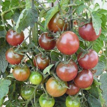 Cherry tomato Black Cherry