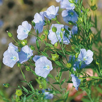 Blue Flax