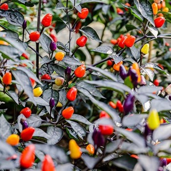 Hot pot pepper Bolivian Rainbow