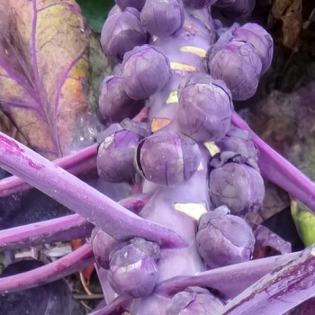 Spruitjes Rood