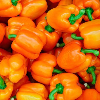 Sweet Pepper California Wonder Orange