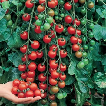 Cherry tomato Cerise