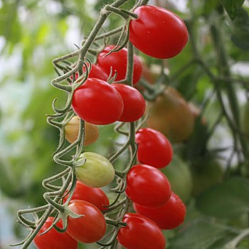 Cherry tomato Roma