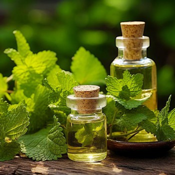 Lemon Balm