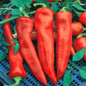 Pointy sweet pepper Corno di Toro Rosso