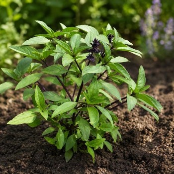Basil licorice
