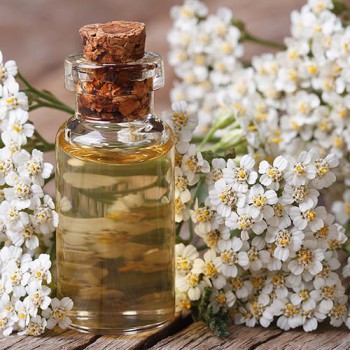 Common Yarrow