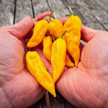 Hot pepper Fatalii yellow
