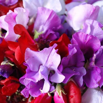 Sweet Pea Royal Family mixed