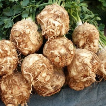 Celeriac Giant Prague