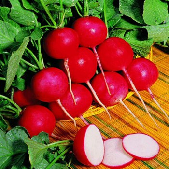 Radish Riesenbutter