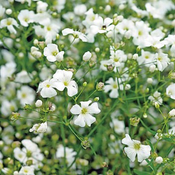 Baby's Breath Covent Garden