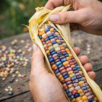 Popping Corn Glass Gem