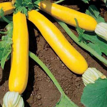 Courgette Goldena