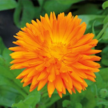 Pot Marigold Ball's Orange