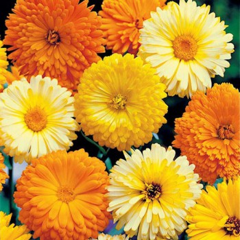 Pot Marigold Pacific Beauty mixed