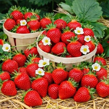 Strawberry Grandian F1