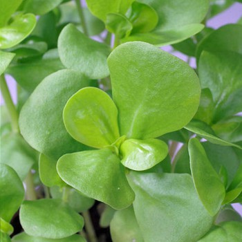 Common Purslane