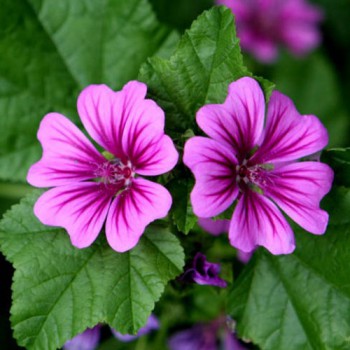 Groot Kaasjeskruid (Malva)