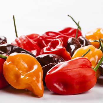 Caribbean Blend Hot Pepper Seeds – Mix Of 4 Habanero Types (Yellow, Red, Chocolate, Orange) 30+ Seeds