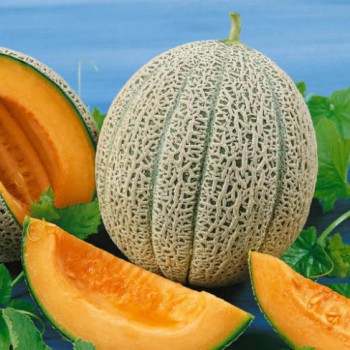 Melon Hales Best Jumbo