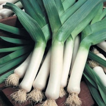 Autumn leek Herfstreuzen 2