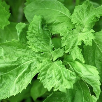 Perilla (Shiso green)