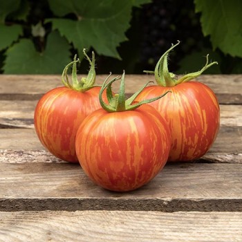 Tomato Red Zebra 