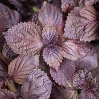 Perilla (Shiso red)
