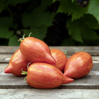 Plum tomato Marmorossa
