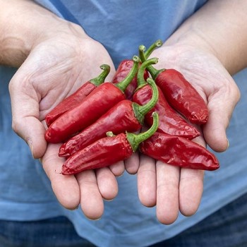 Pimientos de Padron 