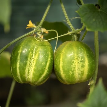 Cucumber Richmond Green Apple