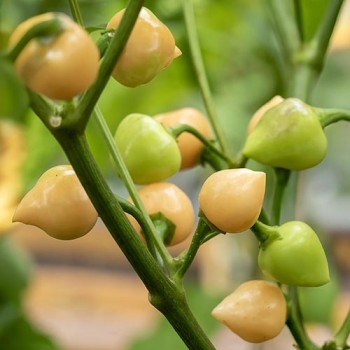 Pimientos de Padron 