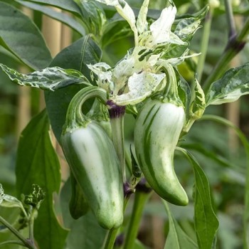 Jalapeno