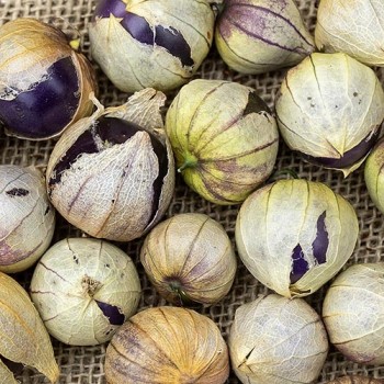 Tomatillo Purple