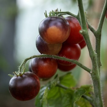 Gartenperle